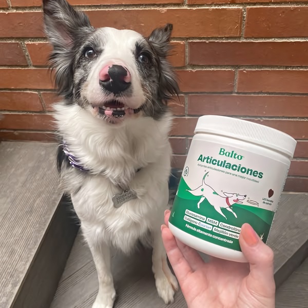 A close-up, handheld shot featuring a happy dog next to its joint supplement jar, emphasizing natural care and owner endorsement.